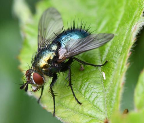 Réf. 302 875 : Chrysosomopsis aurata